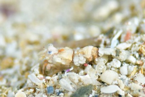 エビジャコ科の1種