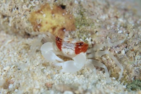 マルバガニ属の1種