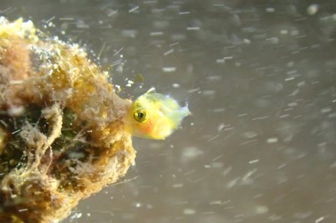 カワハギ科の1種