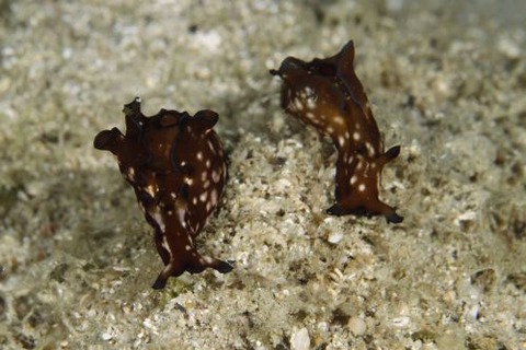 クロヘリアメフラシ