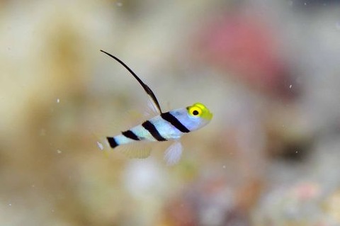 ヒレナガネジリンボウ