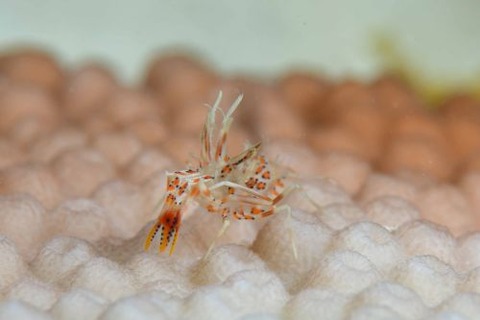 トゲツノメエビ