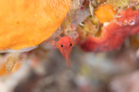 オキナワベニハゼ