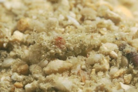 エビジャコ科の1種