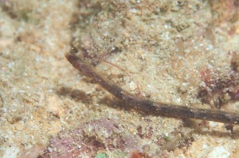 ヒメホソウミヤッコ