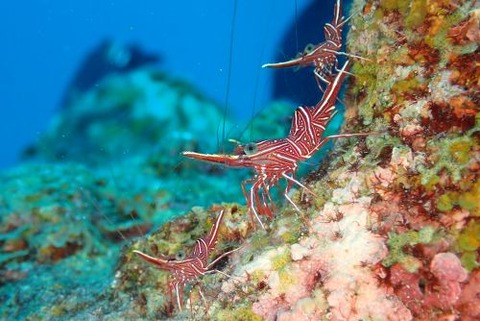 スザクサラサエビ