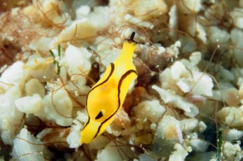 オレンジウミコチョウ