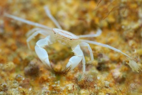 ケブカガニ科の1種