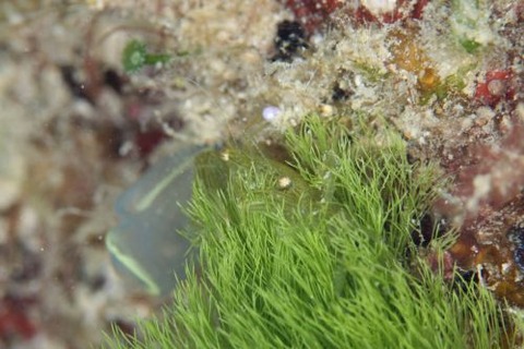 マルトサカガザミ