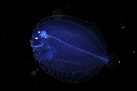 刺激的な水中生物