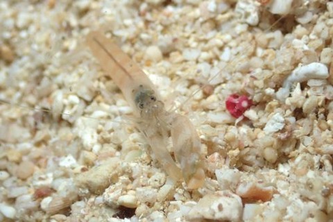 テッポウエビ科の1種