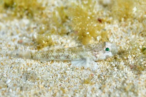 ヨリメハゼ属の1種