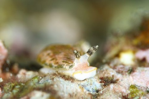 カキシブオトメウミウシ