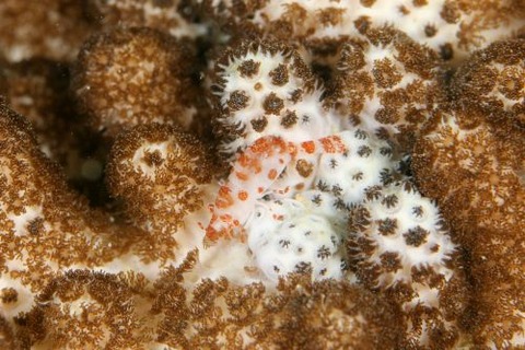 ウズラカクレモエビ