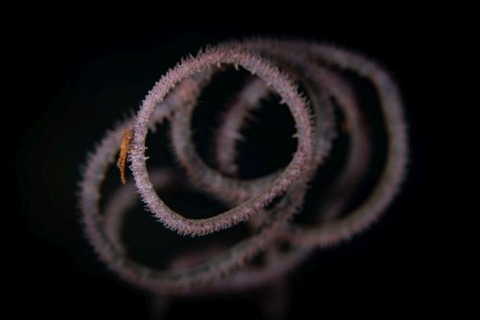 ビシャモンエビ