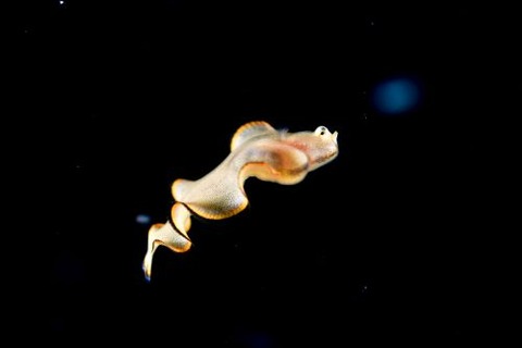 刺激的な水中生物