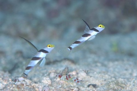 ヒレナガネジリンボウ