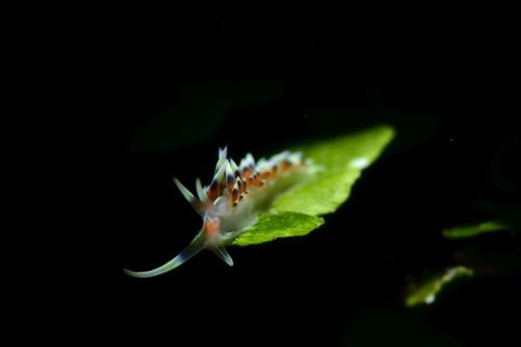 ヒブサミノウミウシ