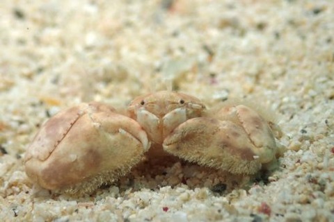 Polyonyx pedalis