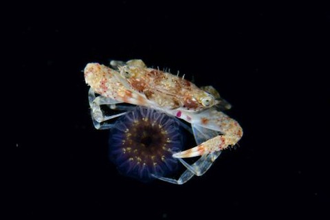 刺激的な水中生物