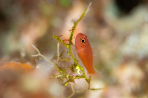 ホシクズベニハゼ