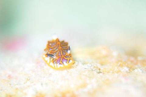 モザイクウミウシ