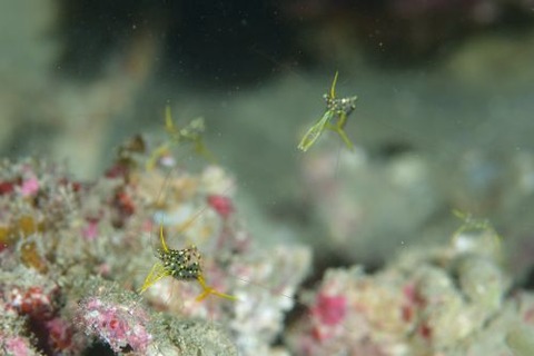 ミカヅキコモンエビ