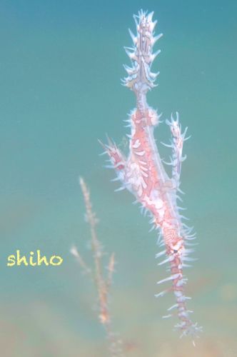 ニシキフウライウオ