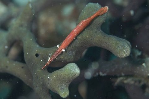 トガリモエビ属の1種