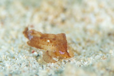 ツマジロオコゼ