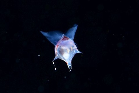 刺激的な水中生物