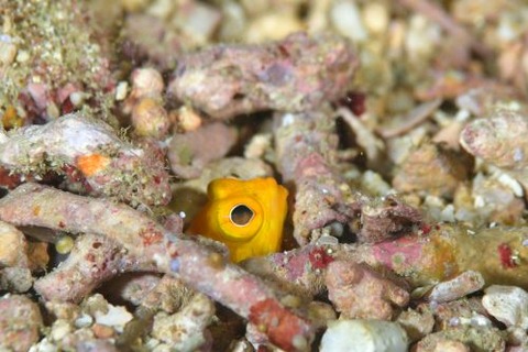 ホシカゲアゴアマダイ