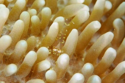 イソギンチャクモドキカクレエビ