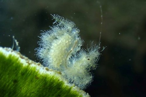 フィコカリス・シムランス