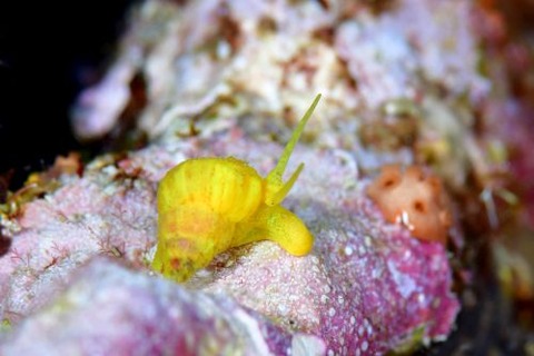 イボヤギヤドリイトカケ