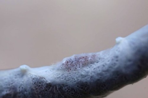 ヂェラストカリス・パロンアェ