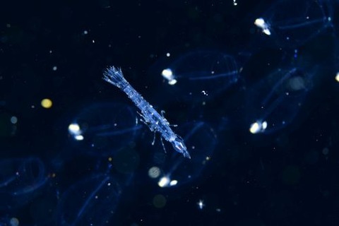 刺激的な水中生物