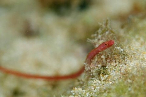 ヨウジウオ科の1種