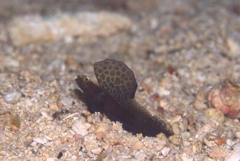 ホタテツノハゼ