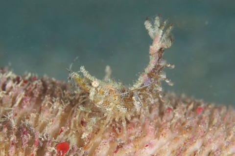 イシエビ科の1種