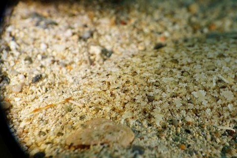 ダルマガレイ科の1種