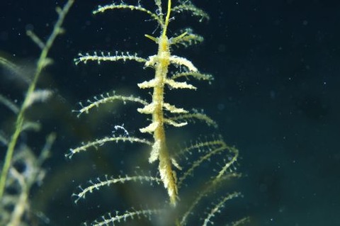 ウミウシ不明種