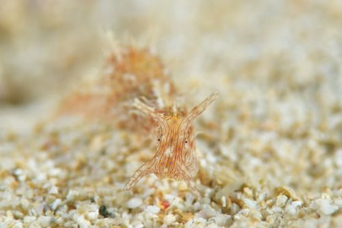 クロスジアメフラシ