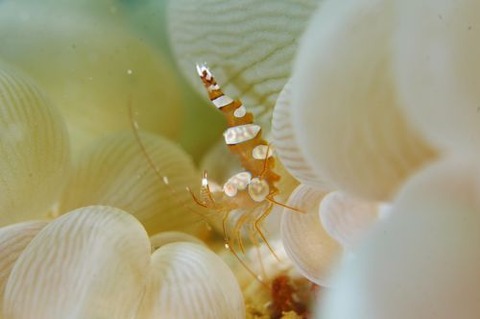 イソギンチャクモエビ