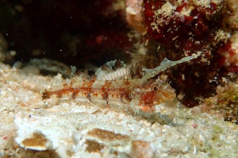 ホタテヘビギンポ