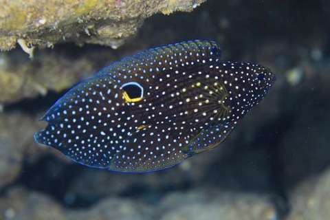 シモフリタナバタウオ
