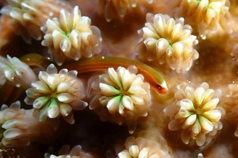 シューヤジリチンヨウジウオ