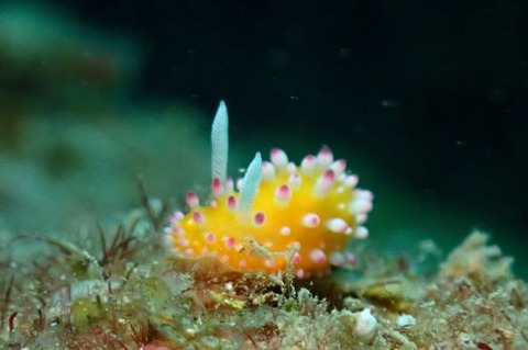 イガグリウミウシ