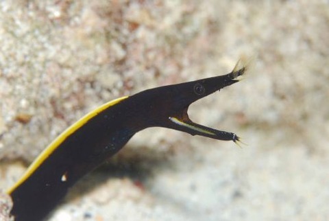 ハナヒゲウツボ