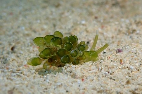 タマミルウミウシ